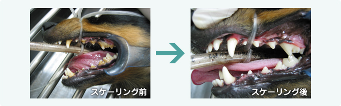 スケーリング前・スケーリング後