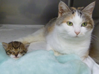 動物看護師： 染谷紀江 そめやのりえ