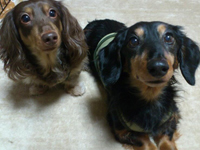 動物看護師： 戸井つくし（といつくし）