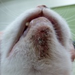 フィーラインアクネ例②