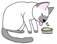 水飲み猫
